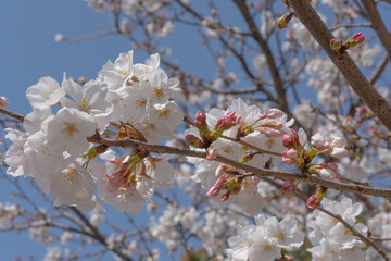 日本の春を彩る桜の花