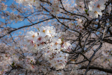 日本の春を彩る桜の花