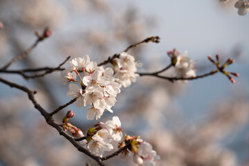 日本の春を彩る桜の花