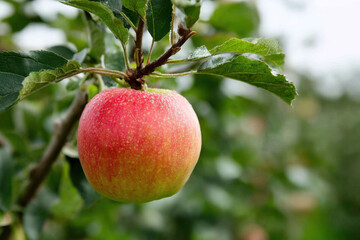 Obraz premium Oversized apple growing on tree in rolling field