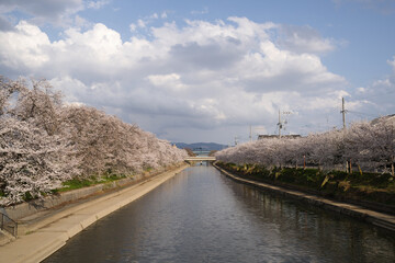 前川堤の桜並木