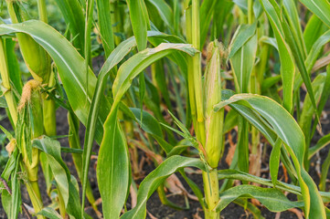 corn plants with tall mature stems. growing corn in an agricultural field