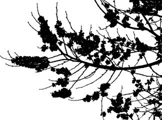 Vector illustration of a young spring tree branch