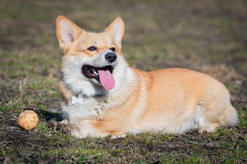 A Welsh Corgi dog plays on the grass on a spring day, walking with his favorite toy, a yellow ball. Outdoor Animal games concept, pet store, pet toys