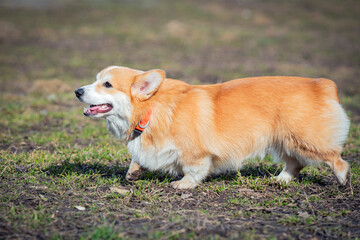 A Pembroke Welsh Corgi dog walks outdoors in a spring park. The dog is smiling. Close-up.