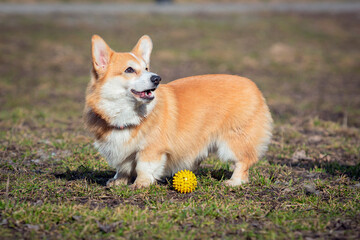 A Welsh Corgi dog plays on the grass on a spring day, walking with his favorite toy, a yellow ball. Outdoor Animal games concept, pet store, pet toys
