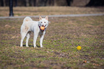 Obraz premium A white Shiba Inu dog plays with a ball in a clearing.