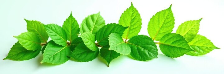 Obraz premium Leafy greens with delicate veins isolated on white background, plant, texture
