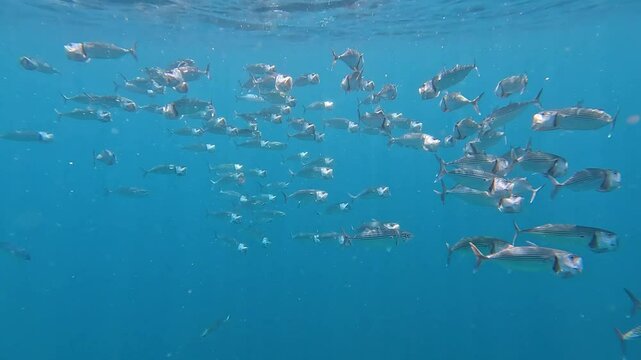 Long-jawed bigmouth mackerel school of fish eating plankton drifting in ocean currents with mouth wide open in Amed Bali, Indonesia
