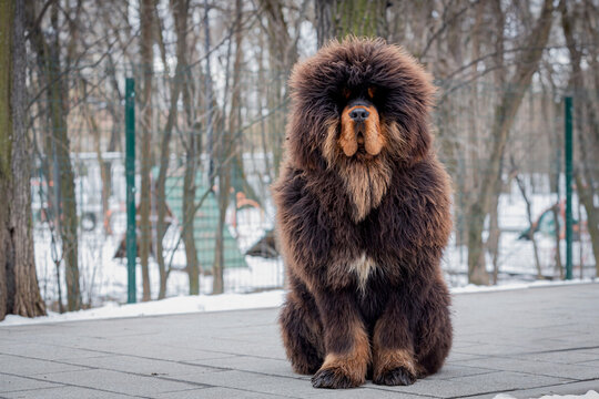 A black Tibetan mastiff puppy sits on the sidewalk in a park