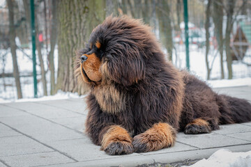 A black Tibetan mastiff puppy lies on the sidewalk in a park
