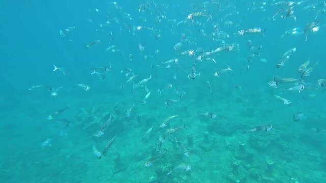 Long-jawed mackerel feeding frenzy on plankton over coral reef of Indian Ocean in Amed Bali, Indonesia