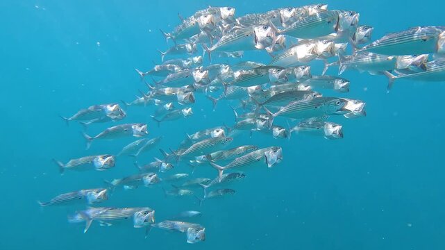 Schooling Long-jawed bigmouth mackerel swimming in unison with mouths wide open and feeding on plankton in Amed Bali, Indonesia