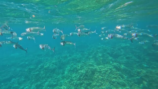 Schooling Long-jawed bigmouth mackerel with mouth open feeding on plankton over coral reef in Indian Ocean, Amed Bali, Indonesia