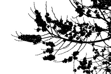 Illustration of natural spring elm branch with leaves on transparent background