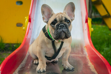 A funny French bulldog puppy is sitting on a children's slide.