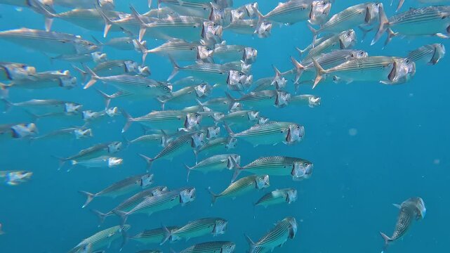 Closeup of big shoal of schooling Long-jawed bigmouth mackerel swimming and feeding in Indian Ocean at Amed Bali, Indonesia