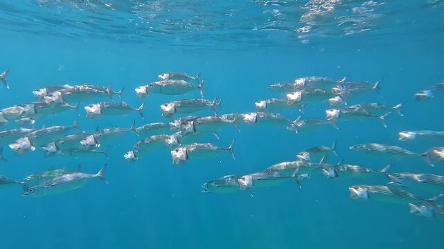 School of Long-Jawed bigmouth mackerel with wide open mouths feeding at surface of water and diving deeper into water, Amed Bali, Indonesia