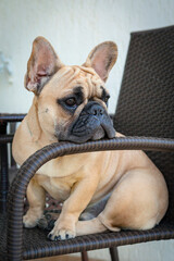 Funny French bulldog puppy sits on a chair at the table