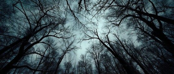 A dark, moody view of bare trees silhouetted against a cloudy sky, creating an eerie atmosphere.