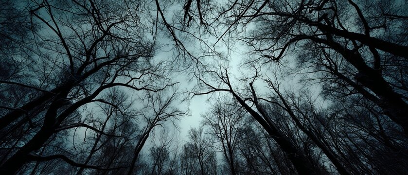 A dark, moody view of bare trees silhouetted against a cloudy sky, creating an eerie atmosphere.