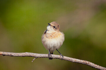 The whinchat (Saxicola rubetra) is a small migratory passerine bird on a branch in close-up.
