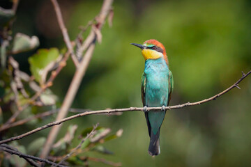 European Bee-eater sitting on a stick.A stunning scene capturing the vibrant colors and elegant features of the European Bee-eater perched gracefully on a slender twig.