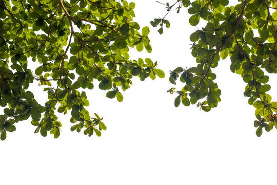 branch of a tree  isolated on white background