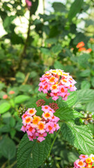 Yellow pinky lantana (Lantana camara) also known as common lantana or shrub verbenas flowers are blooming in the garden, selective focus