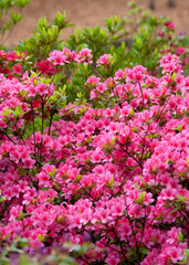 Blooming rhododendron in the spring garden