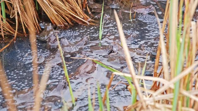 Frogs in Amplexus Swarming during Mating Breeding Season in Spawn Floating on Water Surface among Pond Shore Reeds 