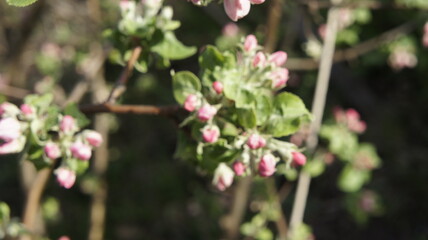Soft focus on pink buds of apple tree flowers on branches surrounded by green leaves