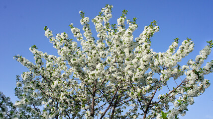 Blossoming cherry tree in bright spring sunshine against clear blue sky