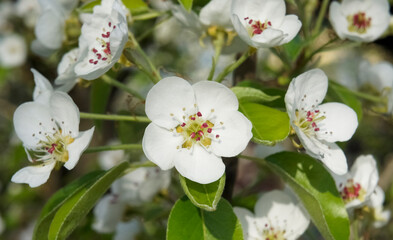 Obraz premium Close up of pear blossoms on a branch with bright green leaves in natural light