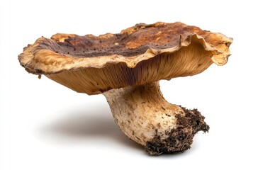 mushroom isolated on white