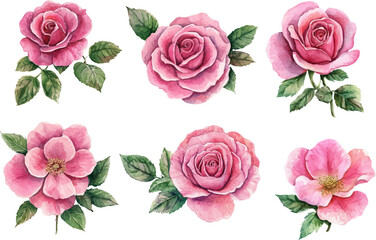 Naklejka premium set of pink roses isolated