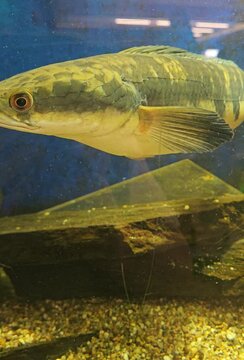 Fisch