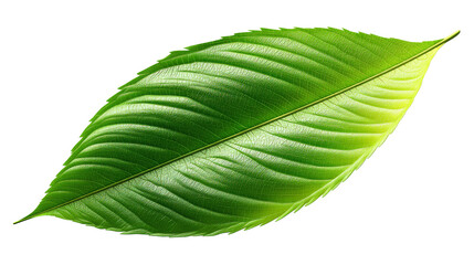 Obraz premium Glossy green leaf with a 3D and playful natural look