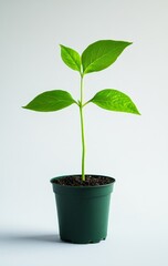 Young plant growing in pot, studio shot, white background, new life