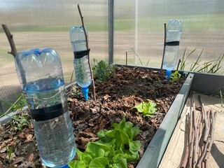 Simple drip irrigation system using plastic bottles in greenhouse