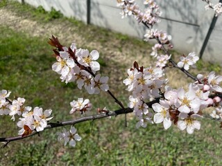 Spring blossom on fruit trees in garden landscape
