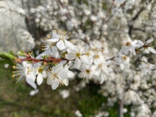 Spring blossom on fruit trees in garden landscape