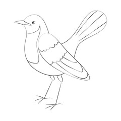 Mimus polyglottos. Sparrow species. Black Line. Isolated. 