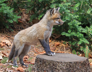 Red fox cub portrait in the forest, Canada