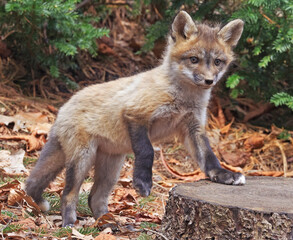 Red fox cub portrait in the forest, Canada
