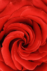 Close up red rose with petals macro texture, top view beauty nature aesthetic background, Natural floral  geometric pattern with curve lines, soft focus, vivid monochrome colored photo