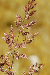 Delicate wild grass in sunlit meadow, yellow brown color autumn gradient. Natural bokeh in background, tranquility and lightness nature. Texture of grass creating minimal aesthetic, beauty in nature