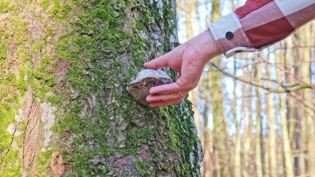 Caucasian Male Hiker Gathering Polypore Bracket Fungus from Tree Trunk for Campfire Amadou Kindling Firelighter