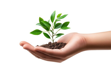 Green Plant Hand Isolated on a transparent background