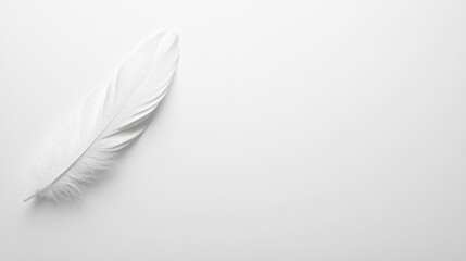 Obraz premium Abstract monochrome arrangement, white feather on a seamless white surface, delicate lighting